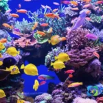 aquarium-instagram-captions