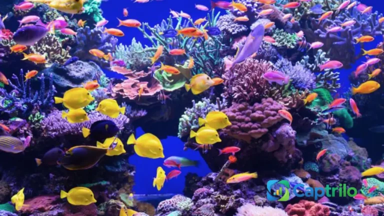 aquarium-instagram-captions