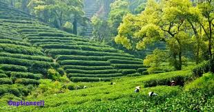 Tea garden captions for instagram
