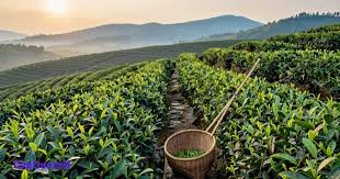 Tea garden captions for instagram