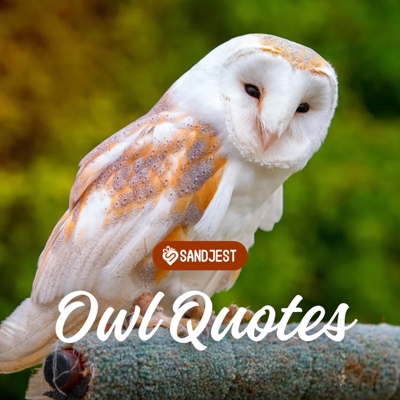owling captions for instagram 