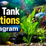 Fish Tank Captions Instagram